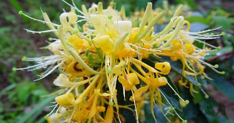 金银花的吃法_哪些人不能吃金银花