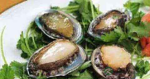 杂色鲍的营养价值_吃杂色鲍的好处 杂色鲍的营养价值_吃杂色鲍的好处