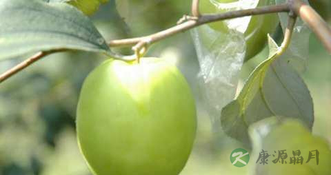 台湾青枣的营养价值_吃台湾青枣的好处
