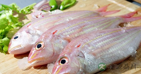 金线鱼的吃法_哪些人不能吃金线鱼