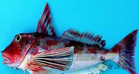 八角鱼的吃法_哪些人不能吃八角鱼 八角鱼的吃法_哪些人不能吃八角鱼