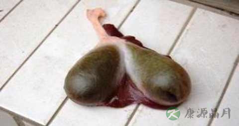 鸡胆的营养价值_吃鸡胆的好处