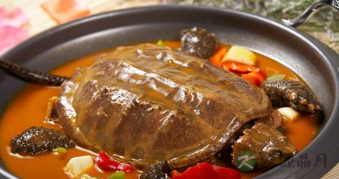 鳖的吃法_哪些人不能吃鳖