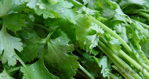 芜荽的营养价值_吃芜荽的好处