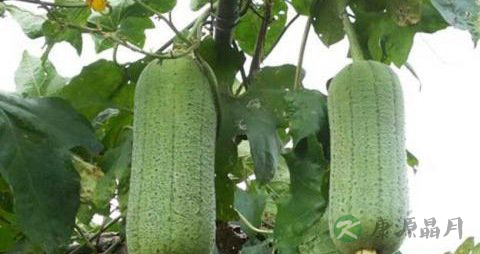 丝瓜有苦味能吃吗