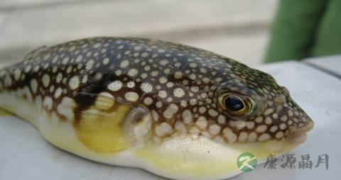 巴鱼的营养价值_吃巴鱼的好处 巴鱼的营养价值_吃巴鱼的好处