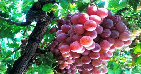 如何区分提子上白霜的真假