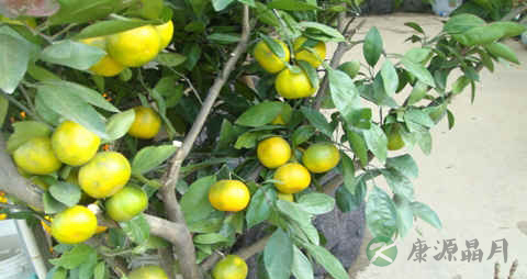 小叶桔的营养价值_吃小叶桔的好处 小叶桔的营养价值_吃小叶桔的好处