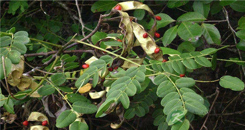 红豆的营养价值_吃红豆的好处