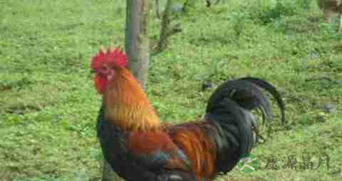 土鸡的营养价值_吃土鸡的好处