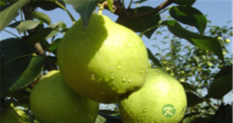 早酥梨的营养价值_吃早酥梨的好处