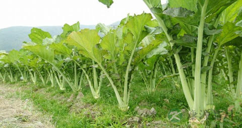 鸡肉与荠菜能一起吃吗