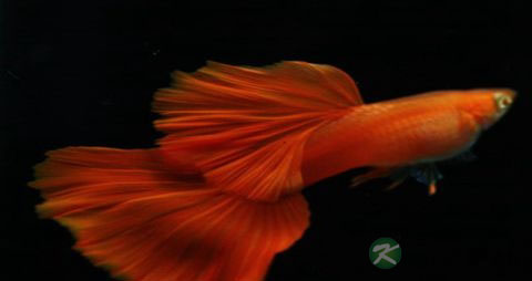 大凤尾鱼的吃法_哪些人不能吃大凤尾鱼