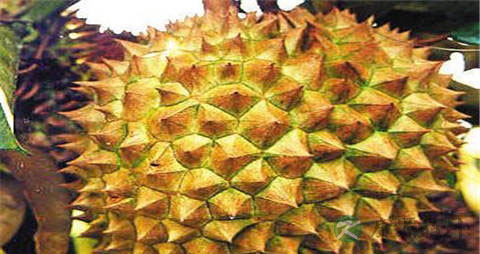 榴莲开口后还能放几天