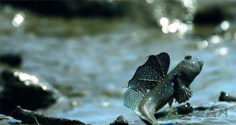 跳跳鱼的营养价值_吃跳跳鱼的好处