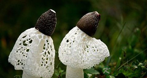 短裙竹荪的吃法_哪些人不能吃短裙竹荪