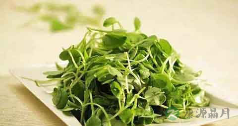 豌豆苗的吃法_哪些人不能吃豌豆苗 豌豆苗的吃法_哪些人不能吃豌豆苗