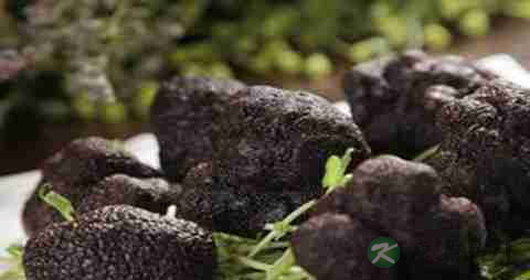 松露的吃法_哪些人不能吃松露