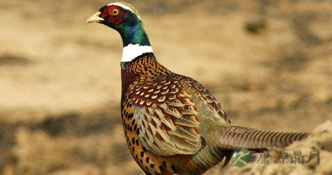 野山鸡的吃法_哪些人不能吃野山鸡