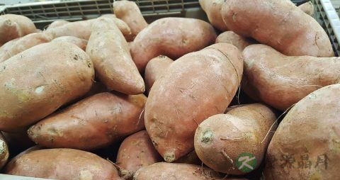 煮地瓜需要多长时间