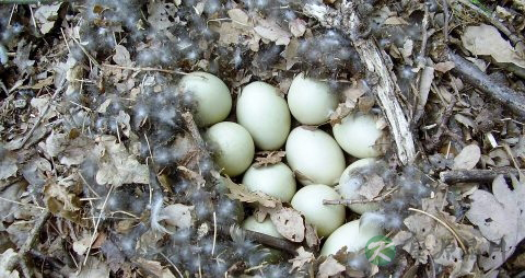 哪些人不宜吃咸鸭蛋