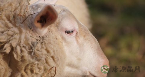 羊脑的营养价值_吃羊脑的好处