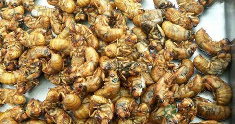 蝉蛹的营养价值_吃蝉蛹的好处