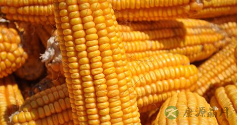 老玉米的吃法_哪些人不能吃老玉米