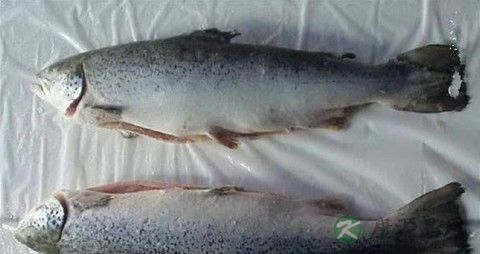 马哈鱼的营养价值_吃马哈鱼的好处