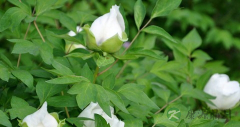 牡丹花的营养价值_吃牡丹花的好处
