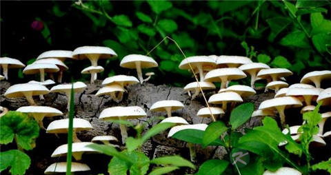 白蘑菇的营养价值_吃白蘑菇的好处