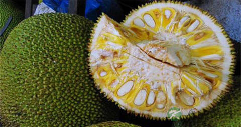 菠萝蜜的营养价值_吃菠萝蜜的好处