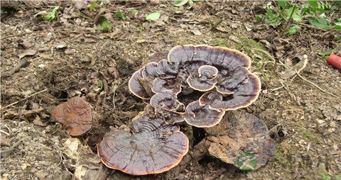 灵芝的营养价值_吃灵芝的好处