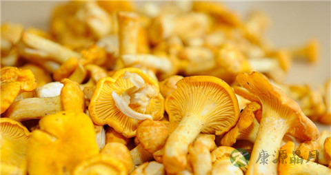 鸡油菌的营养价值_吃鸡油菌的好处