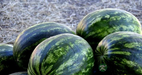 西瓜皮煮水的功效 西瓜皮煮水的功效