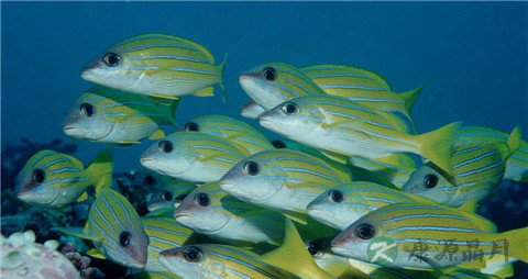 鲷鱼的营养价值_吃鲷鱼的好处