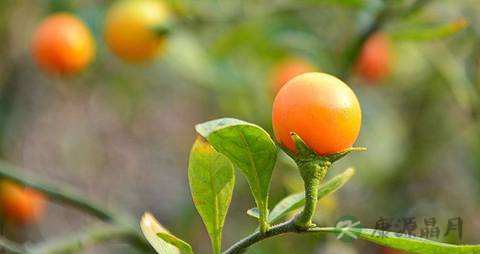 蛋黄果的营养价值_吃蛋黄果的好处