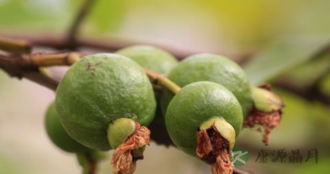 番石榴怎么放熟 番石榴怎么放熟