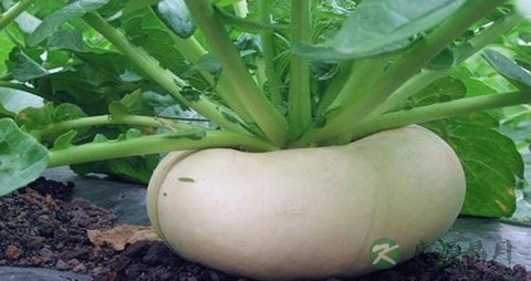 盘菜的吃法_哪些人不能吃盘菜