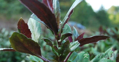 补血菜的吃法_哪些人不能吃补血菜