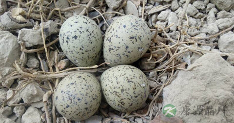 麻雀蛋的吃法_哪些人不能吃麻雀蛋