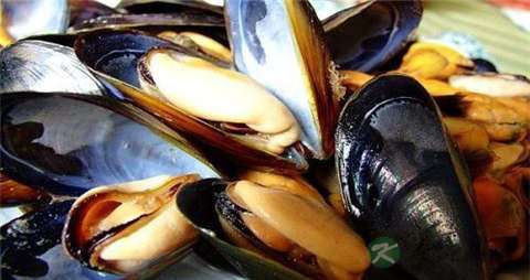 贻贝的吃法_哪些人不能吃贻贝 贻贝的吃法_哪些人不能吃贻贝