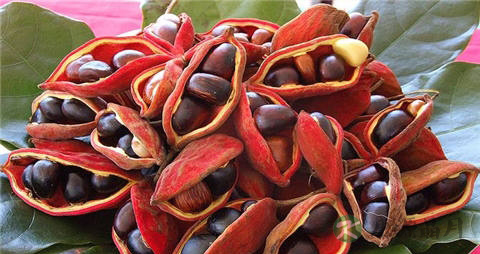 苹婆的营养价值_吃苹婆的好处