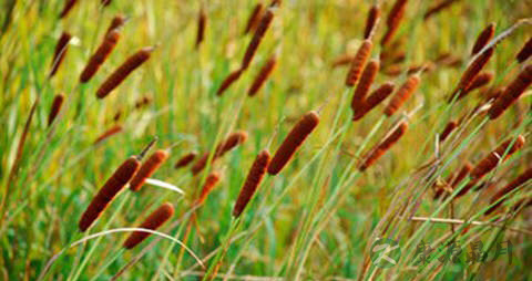 香蒲的营养价值_吃香蒲的好处 香蒲的营养价值_吃香蒲的好处