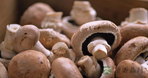 洋菇的吃法_哪些人不能吃洋菇