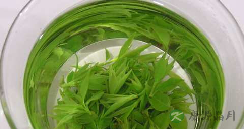 喝凉苦丁茶会闹肚子吗