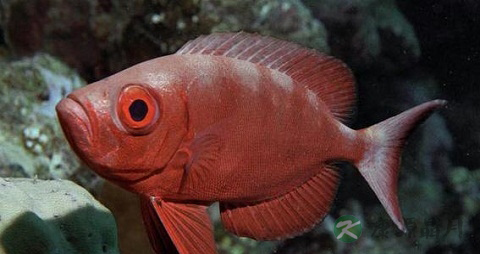 大目鱼的营养价值_吃大目鱼的好处 大目鱼的营养价值_吃大目鱼的好处