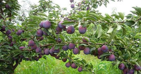 西梅是寒性的吗 西梅是寒性的吗