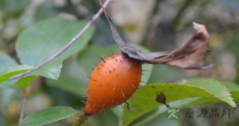 金樱子泡酒配方大全