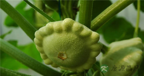 飞碟瓜的吃法_哪些人不能吃飞碟瓜